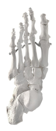 Articulated Human Foot Bone Anatomical Model, Left
