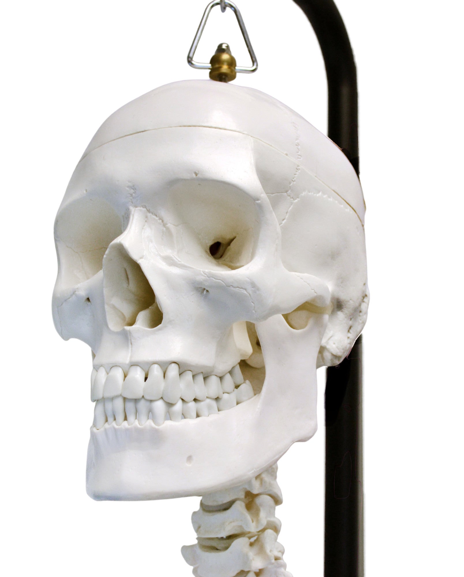 Life-Size Human Skeleton Model with Flexible Spine and Rolling Hanging Stand, 62 inch
