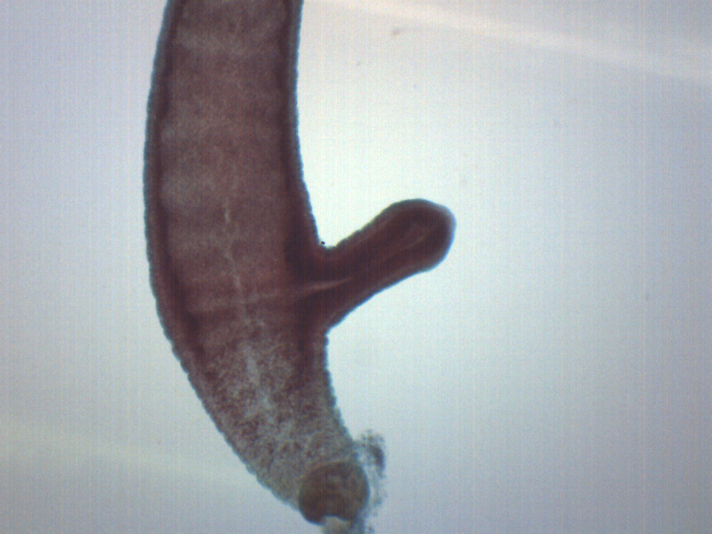 Adult Hydra with Bud Wholemount Prepared Microscope Slide