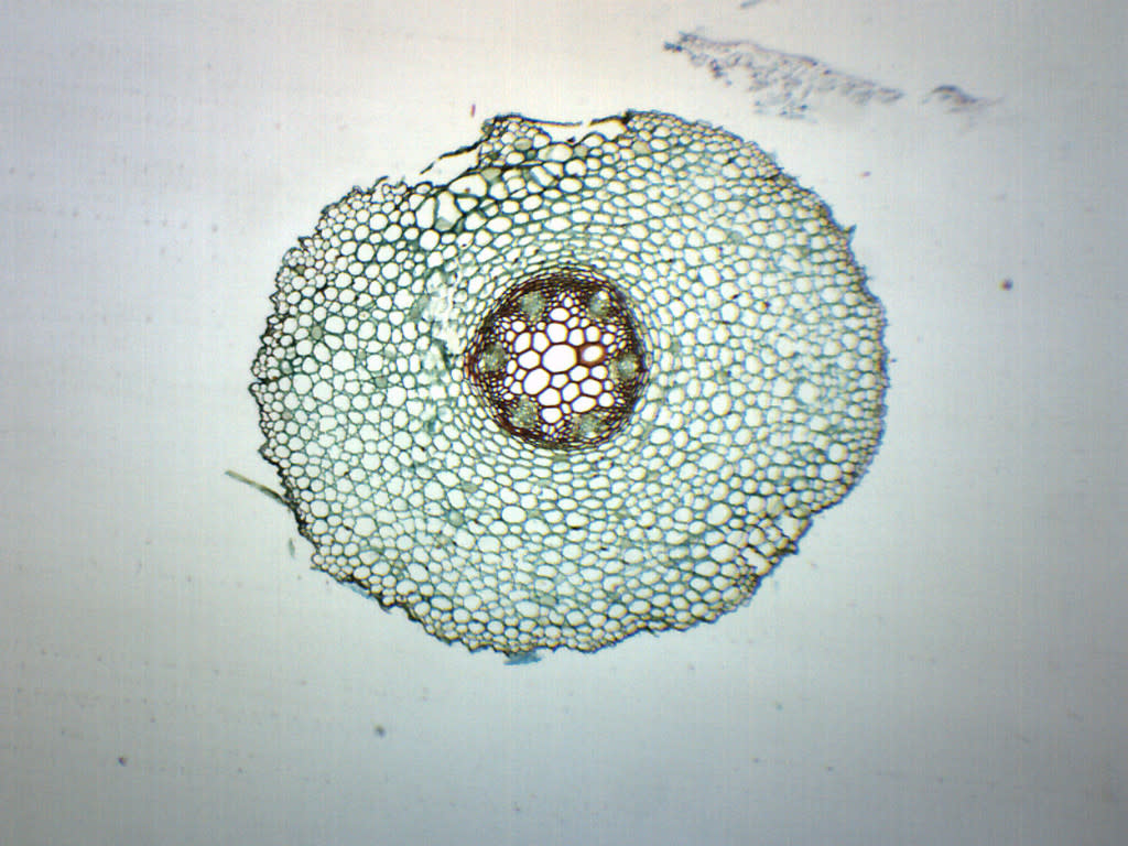 Ranunculus Young and Mature Root Cross-Section Prepared Microscope Slide