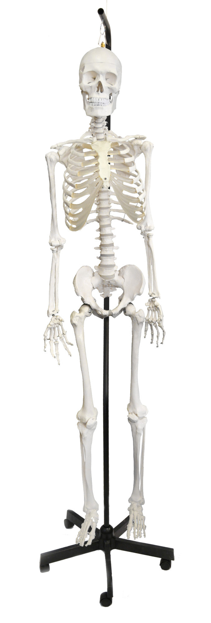 Life-Size Human Skeleton Model with Flexible Spine and Rolling Hanging Stand, 62 inch