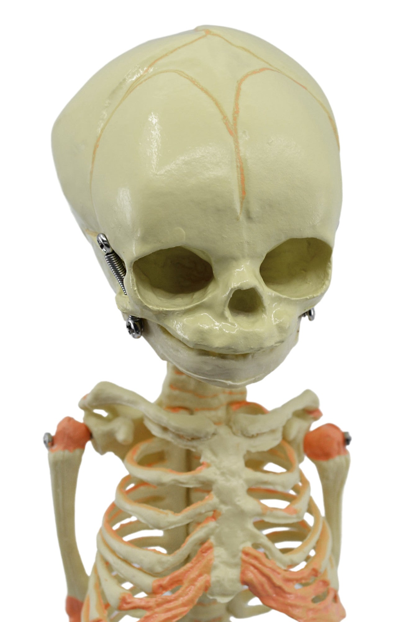 Infant Fetal Skeleton Model with Single Skull, Mini Rod-Mounted