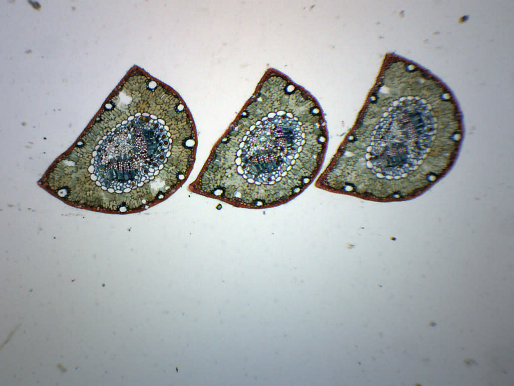 Pine Life History Composite Prepared Microscope Slide