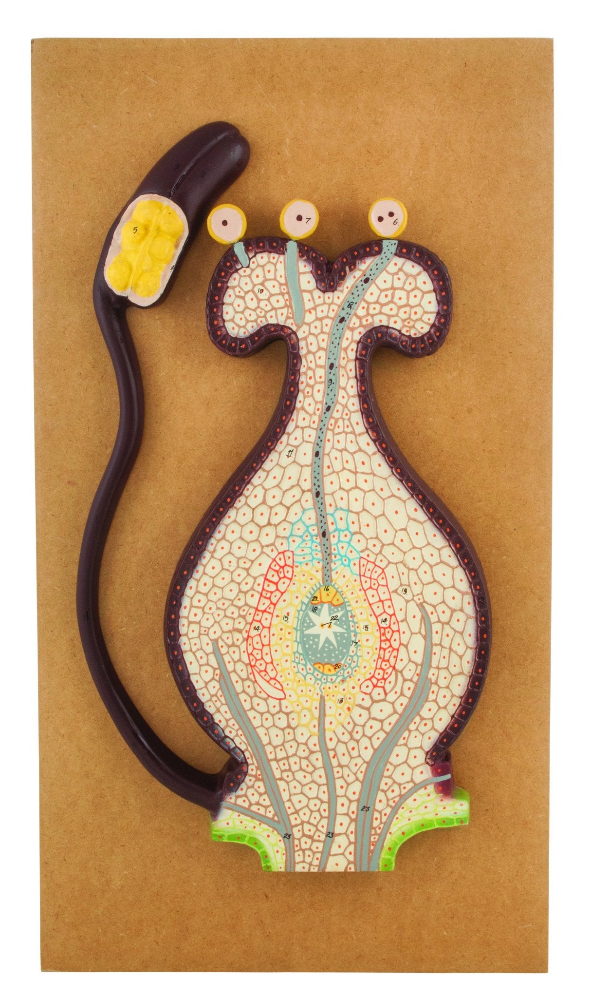 3D Fertilization of Angiosperms Model, 22 x 12 x 1.5"