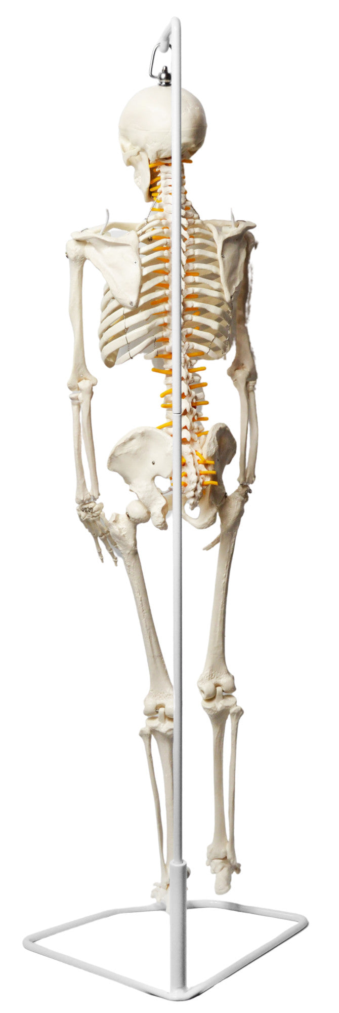 Half-Size Human Skeleton Model with Nerve Endings, Hanging Mount