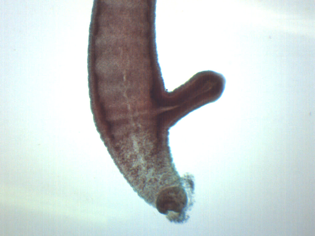 Adult Hydra with Bud Wholemount Prepared Microscope Slide