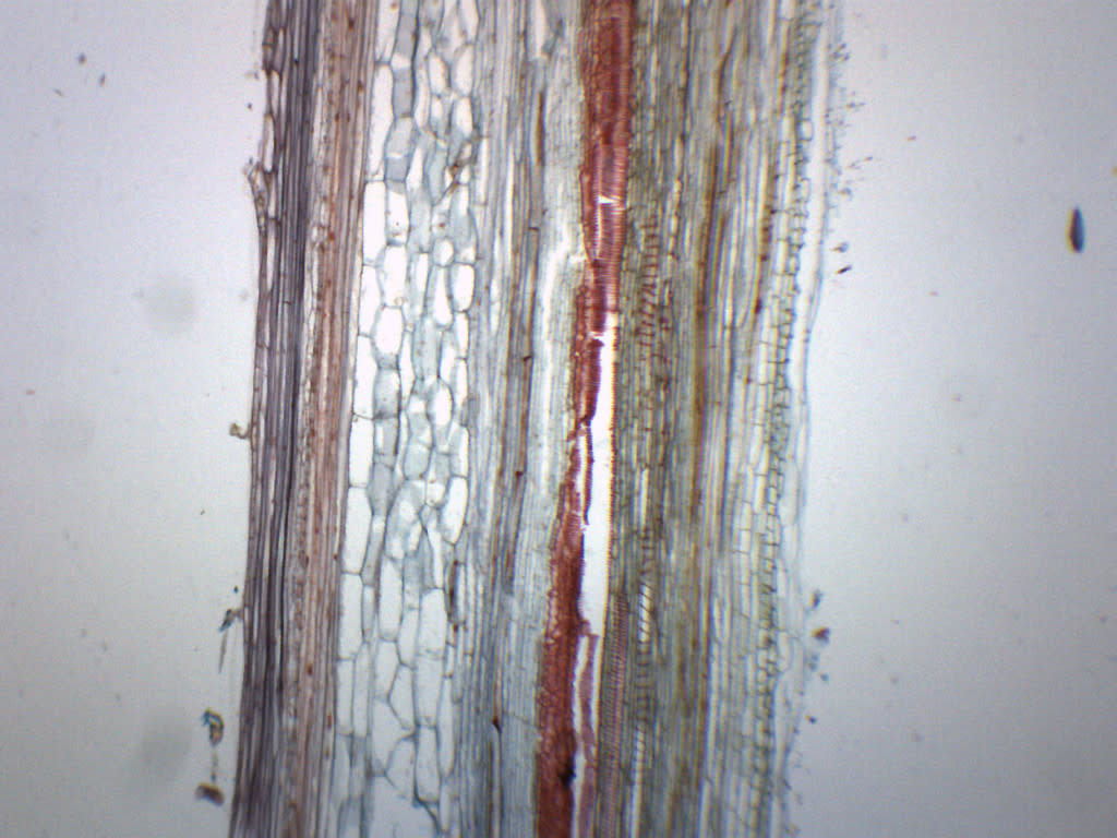 Pumpkin Cucurbita Stem Longitudinal Section Prepared Microscope Slide