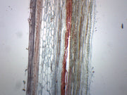Pumpkin Cucurbita Stem Longitudinal Section Prepared Microscope Slide
