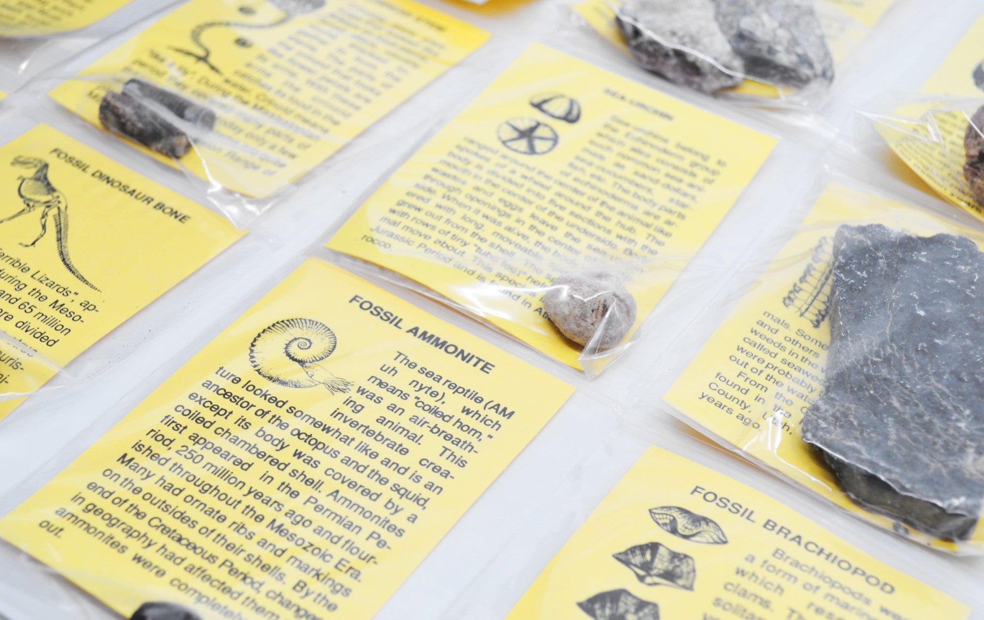 12-Piece Deluxe Fossil Collection with Information Cards