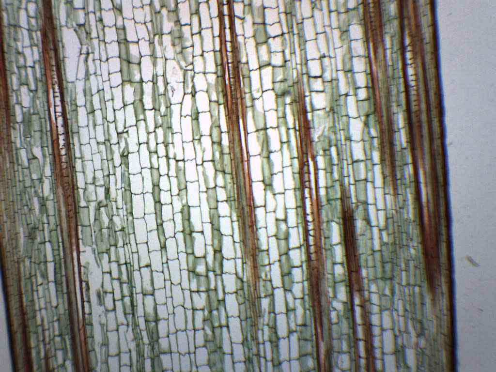 Zea Mays Stem Longitudinal Section Prepared Microscope Slide