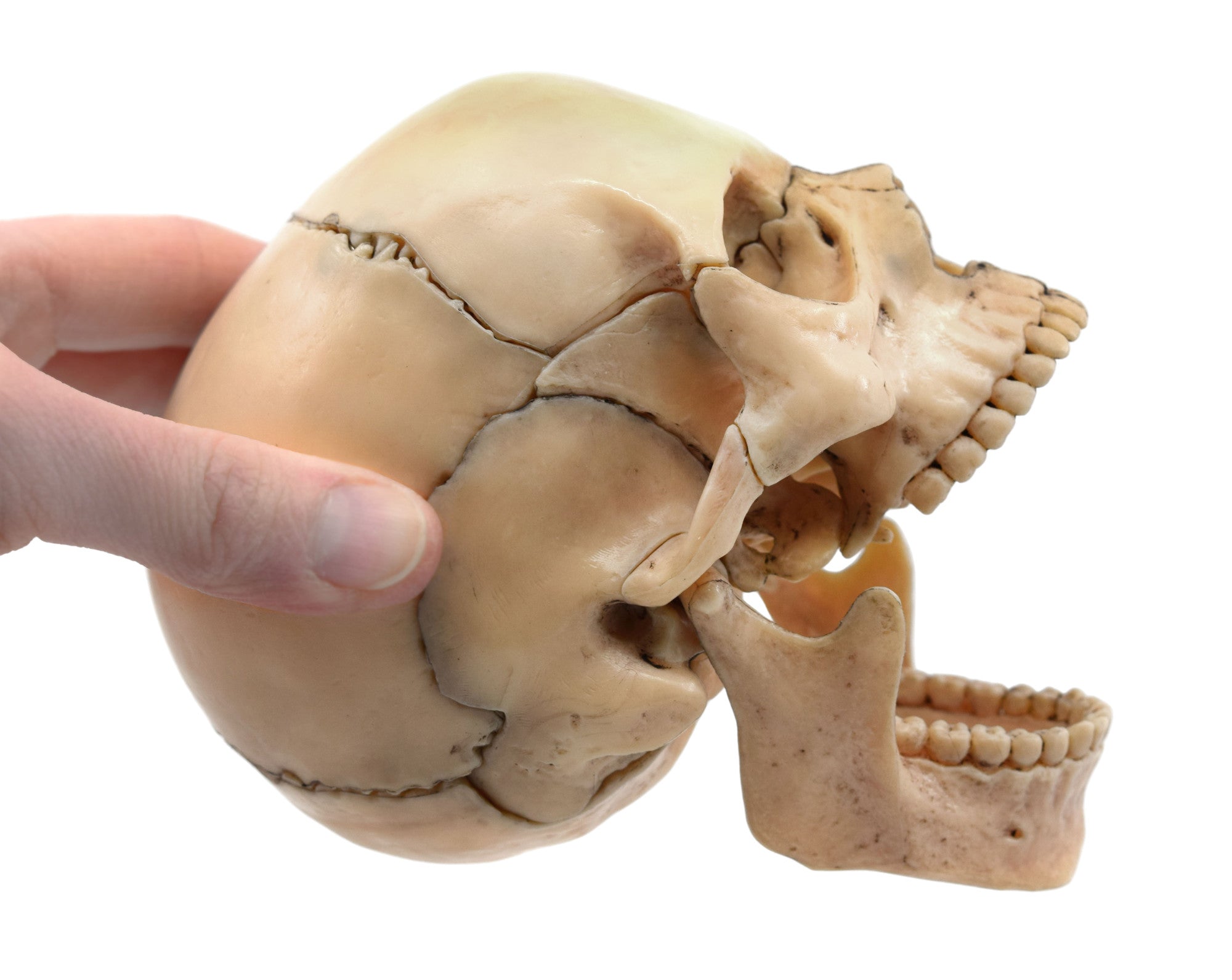 Didactic Miniature Skull Model, Painted Natural Color, 15-Piece, 1/2 Natural Size