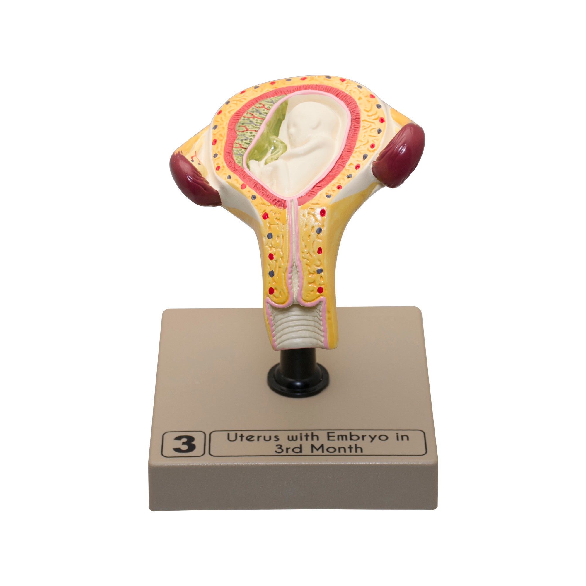 8-Piece Human Embryo and Fetus Development Model Set with Removable Parts