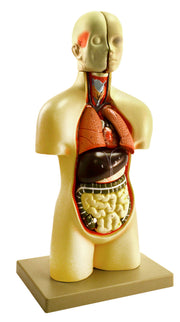 19" Miniature Sexless Human Torso Model, 12-Part Desktop with Brain