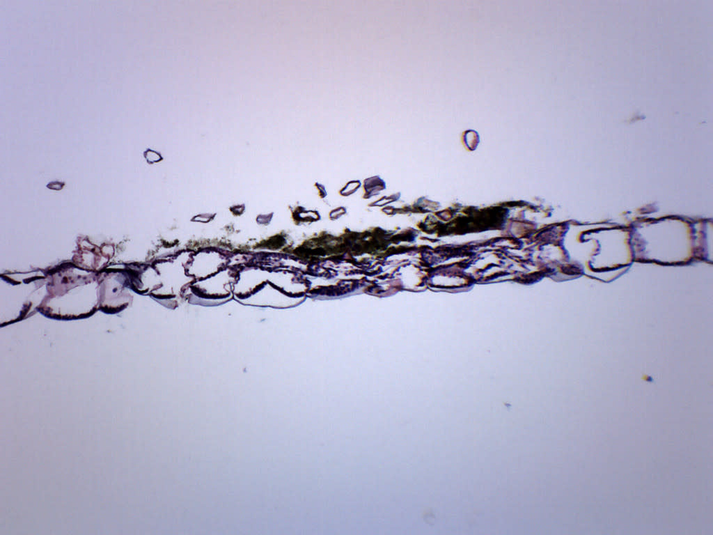 Fern Prothallium Cross-Section Prepared Microscope Slide