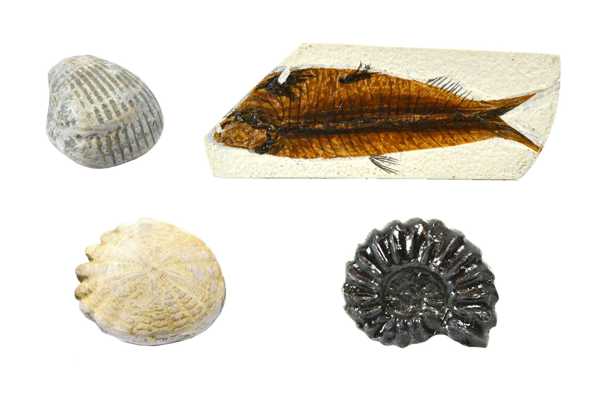 4-Piece Deluxe Fossil Replica Set with Ammonite, Hardouinia, Bivalve and Fish