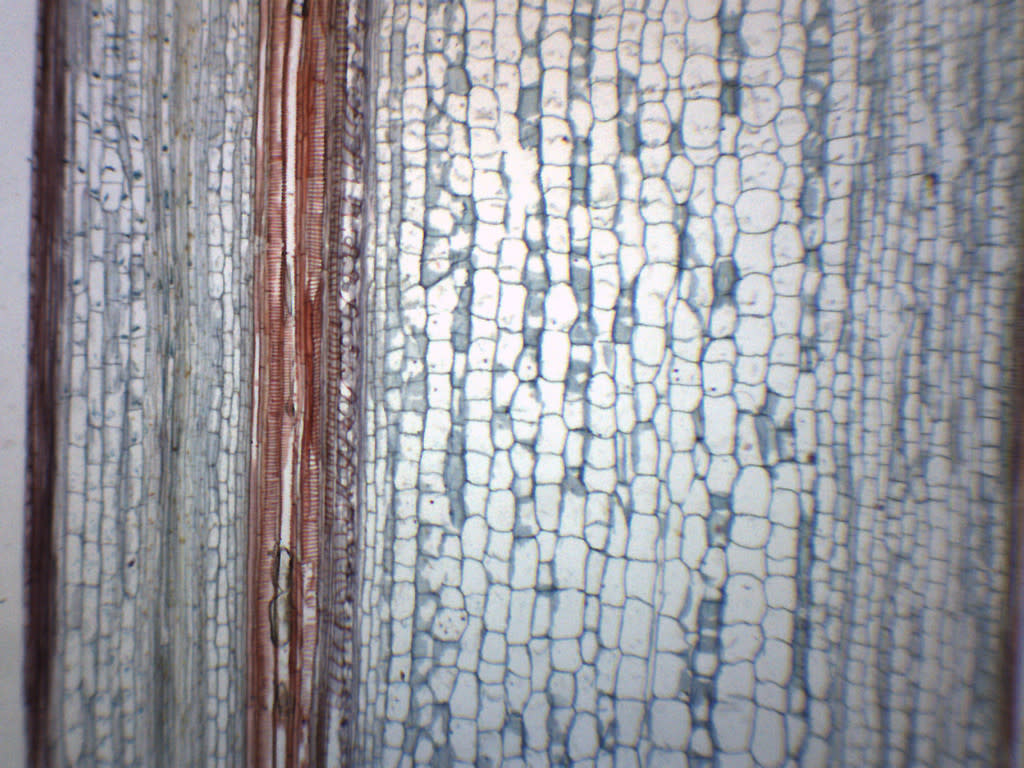 Helianthus Old Stem Cross and Longitudinal Section Prepared Microscope Slide