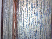 Helianthus Old Stem Cross and Longitudinal Section Prepared Microscope Slide