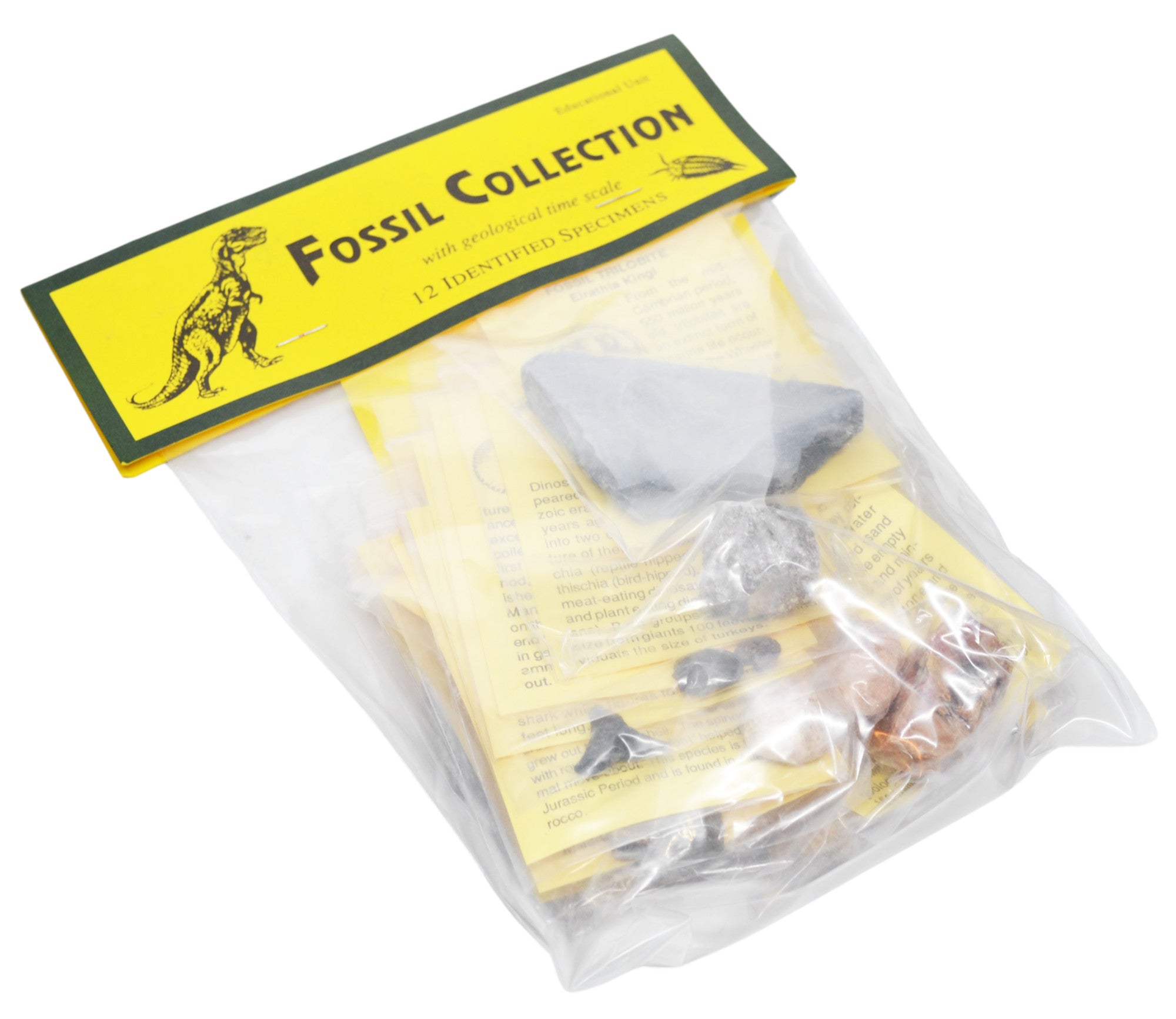 12-Piece Deluxe Fossil Collection with Information Cards