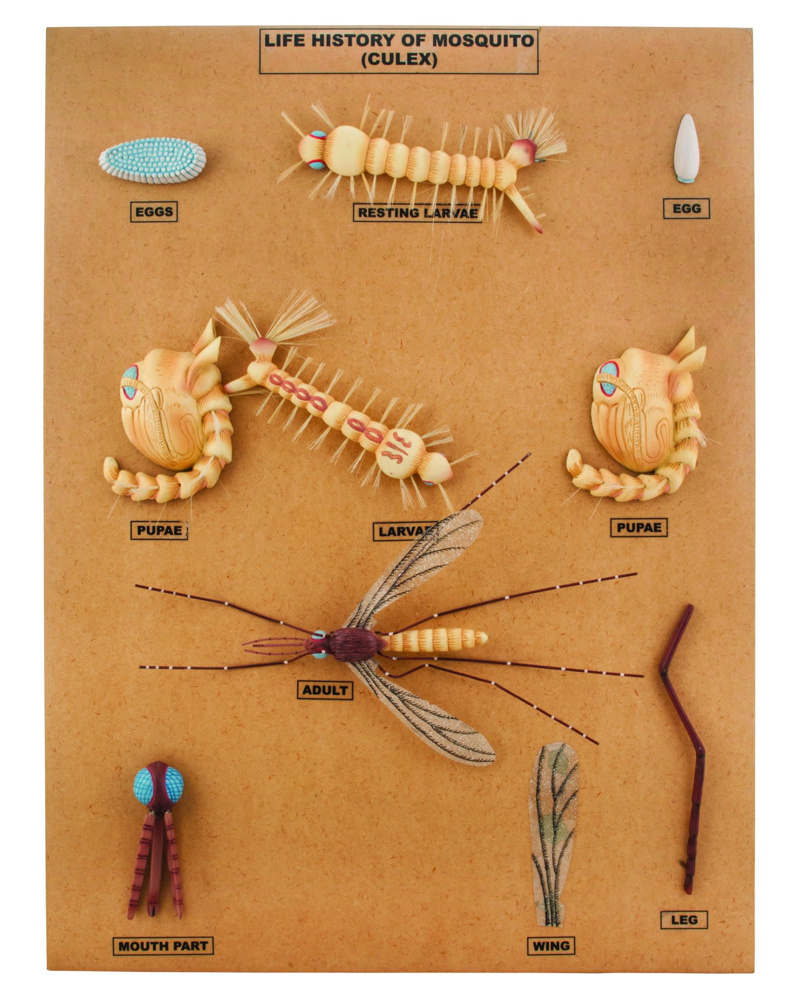 10-Stage Culex Mosquito Development Anatomical Model on Base