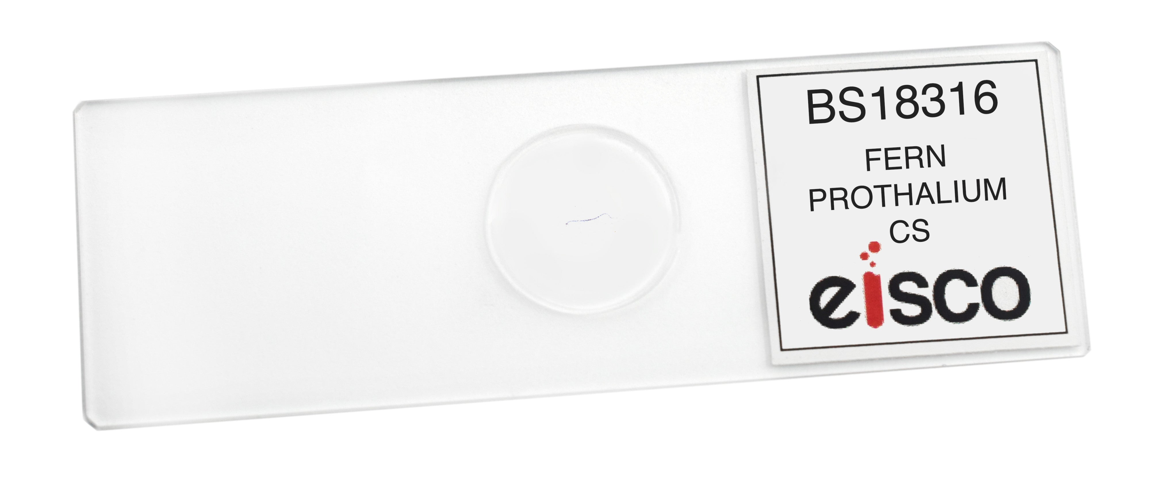 Fern Prothallium Cross-Section Prepared Microscope Slide