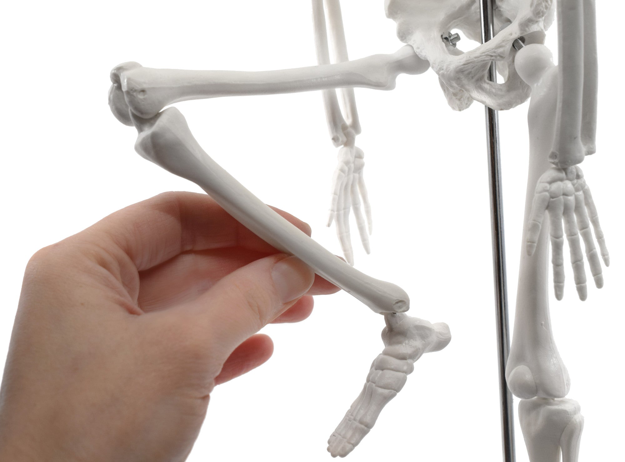 Miniature Articulated Human Skeleton Model with Stand, 17.5" Tall, Alternate Model