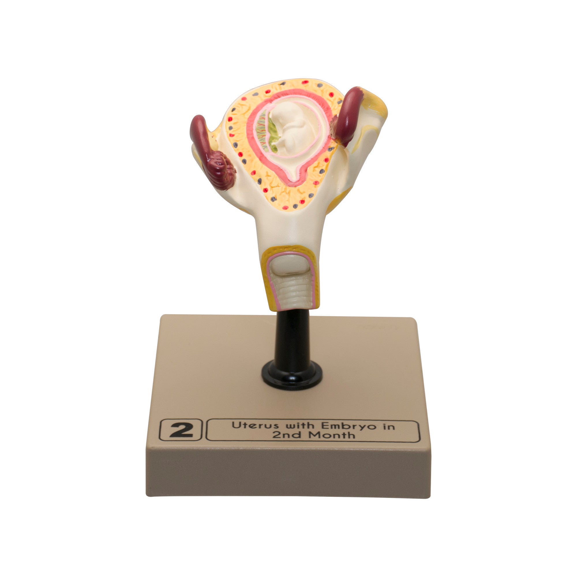 8-Piece Human Embryo and Fetus Development Model Set with Removable Parts