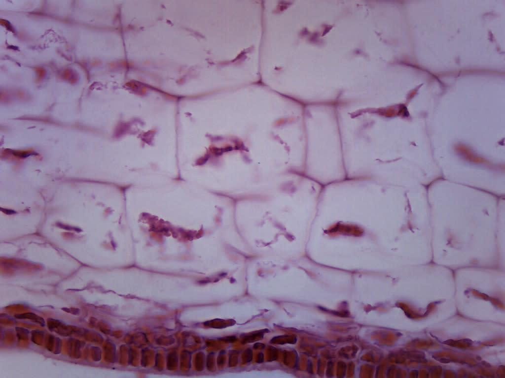 Laminaria Protista Cross-Section Prepared Microscope Slide
