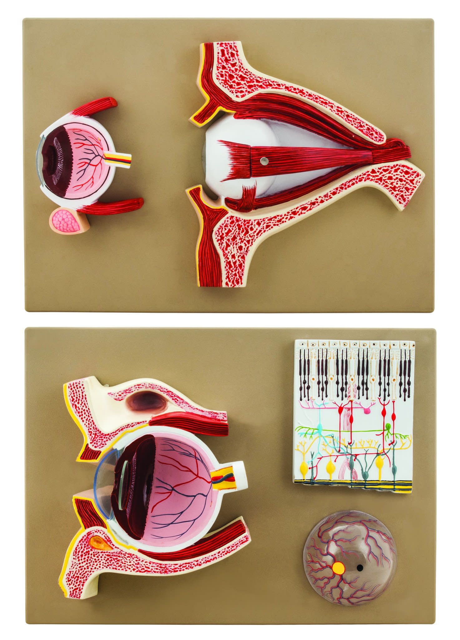 Human Eye Model, 5X Sagittal Cutaway