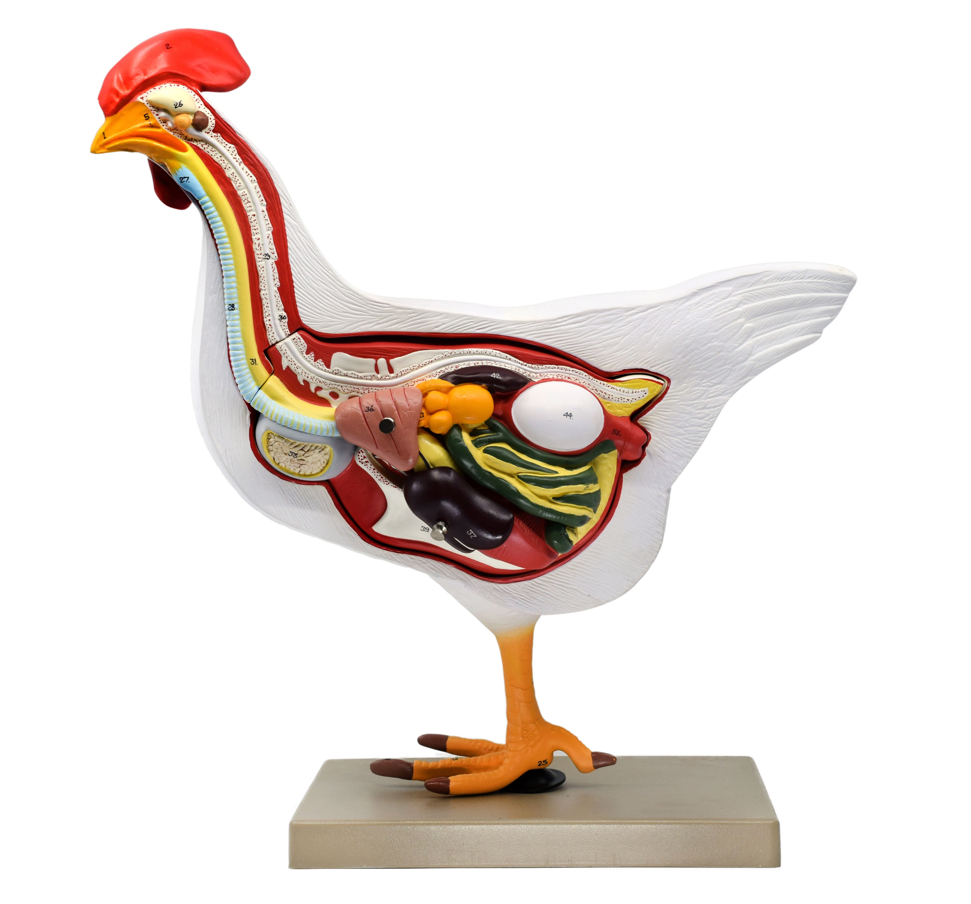 6-Part Hand-Painted Life-Size Chicken Hen Anatomy Cross-Section Model