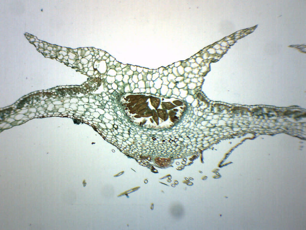 Marchantia Gemmae Wholemount Prepared Microscope Slide