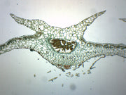 Marchantia Gemmae Wholemount Prepared Microscope Slide