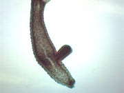 Adult Hydra with Bud Wholemount Prepared Microscope Slide