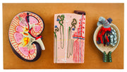 Human Kidney Section Model with Nephrons, Blood Vessels, and Glomerulus