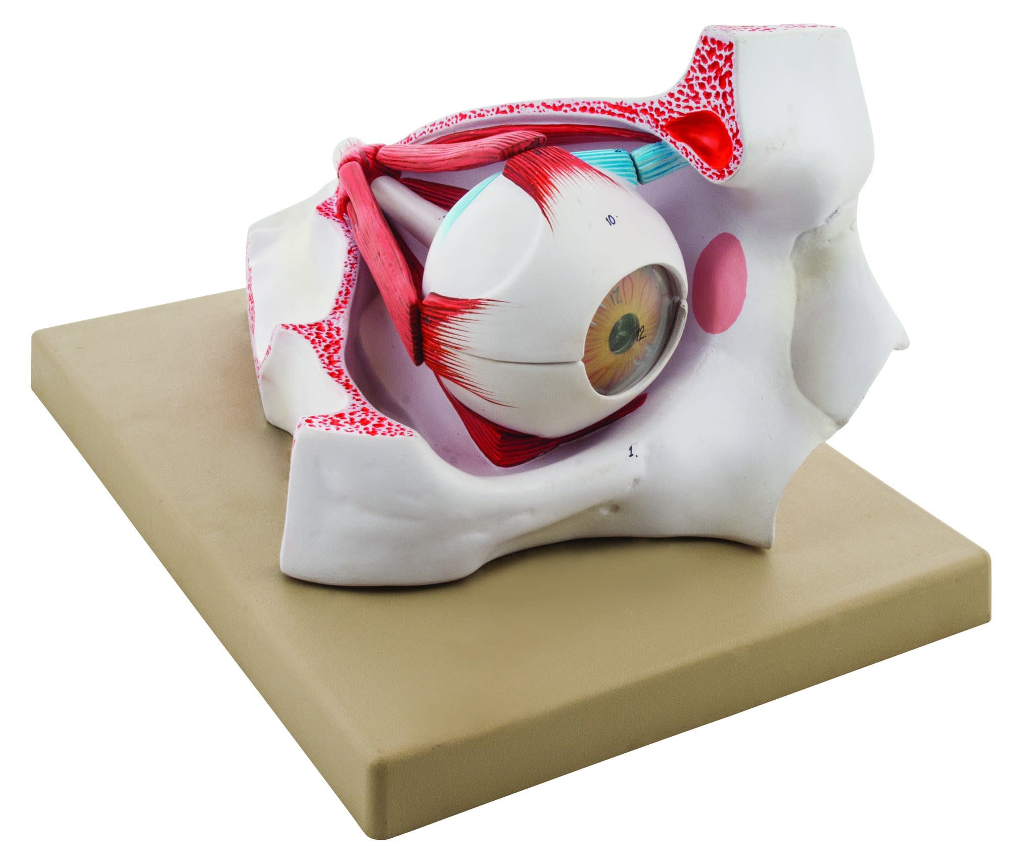 Human Eye Model in Bony Orbit