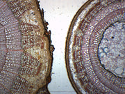 Tilia 2-3 Year Stem Cross-Section Prepared Microscope Slide