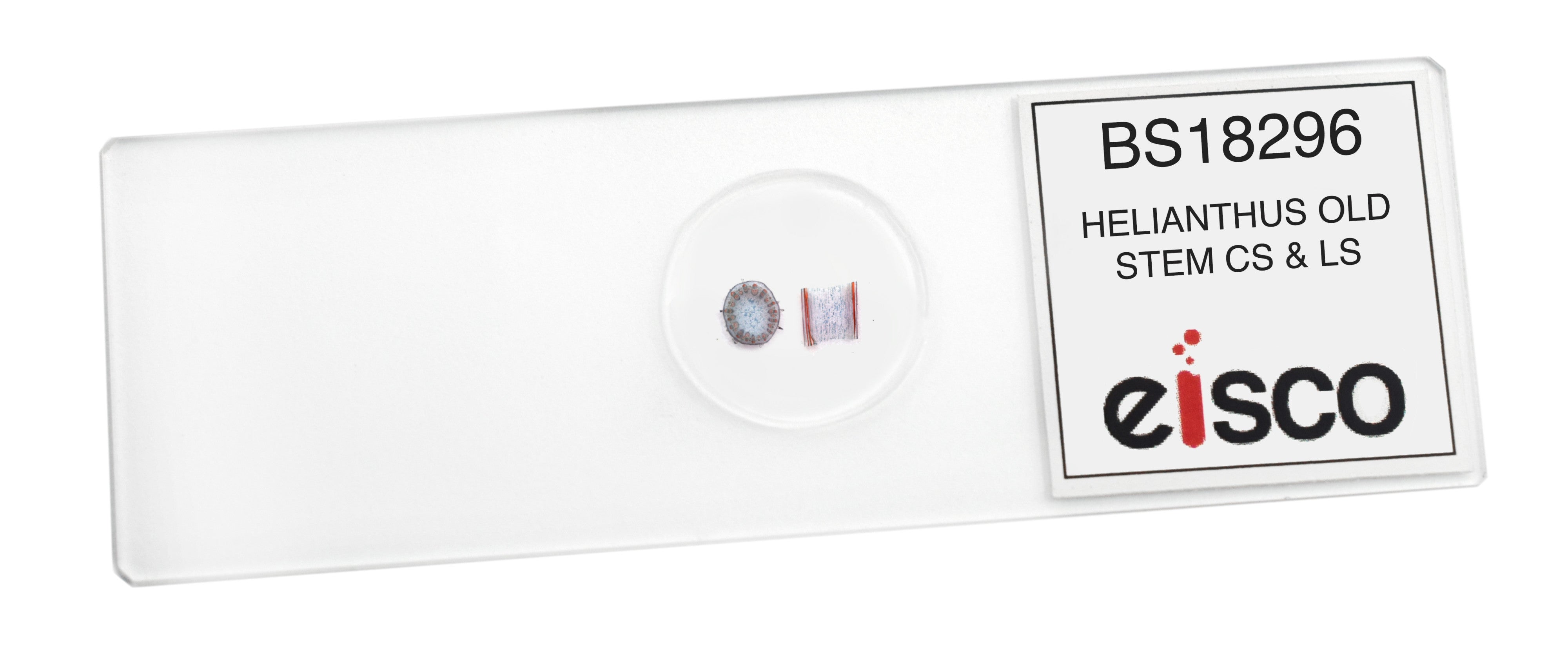 Helianthus Old Stem Cross and Longitudinal Section Prepared Microscope Slide