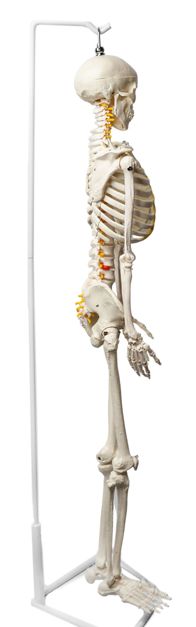 Half-Size Human Skeleton Model with Nerve Endings, Hanging Mount