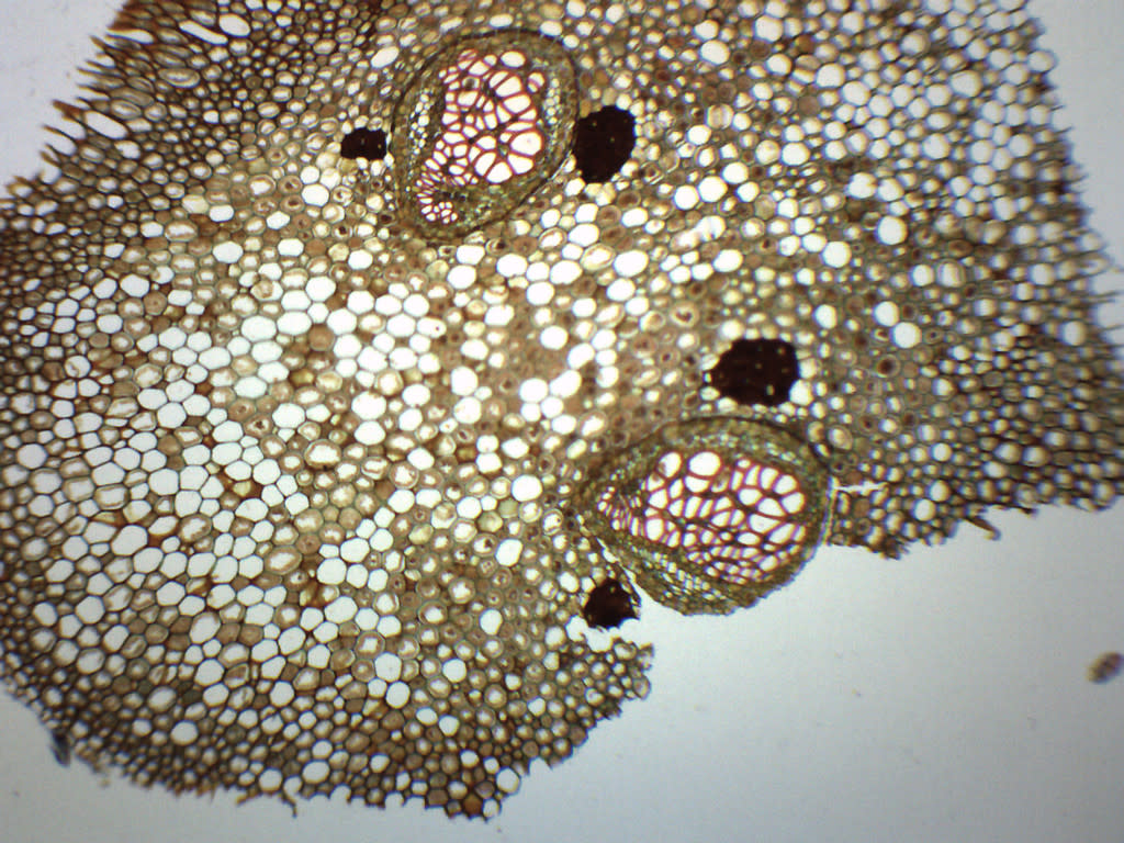 Fern Life Cycle Composite Prepared Microscope Slide