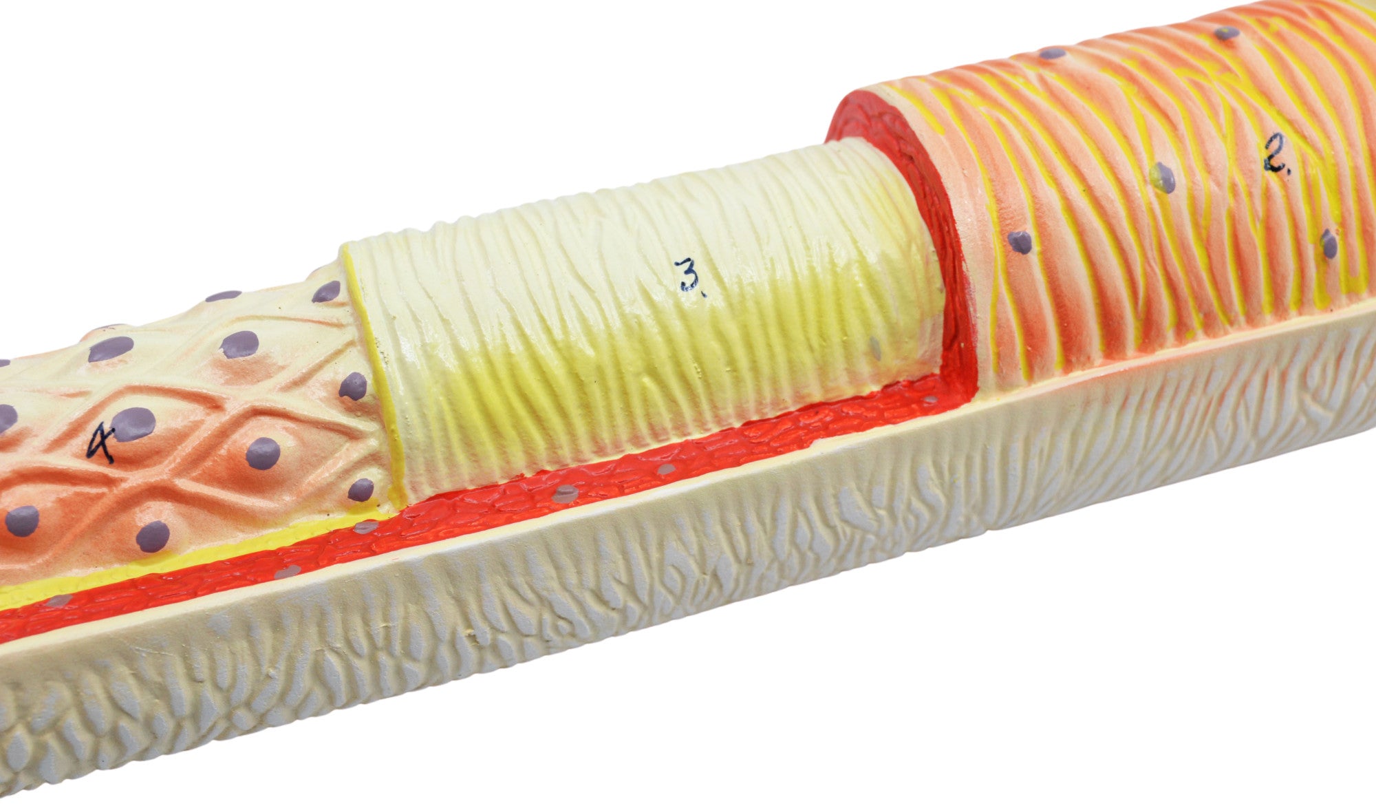 3-Piece Artery, Vein, and Capillary Model Set, 13", Enlarged