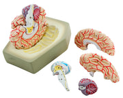 Life-Size Human Brain Model with Arteries, 8-Part with Stand