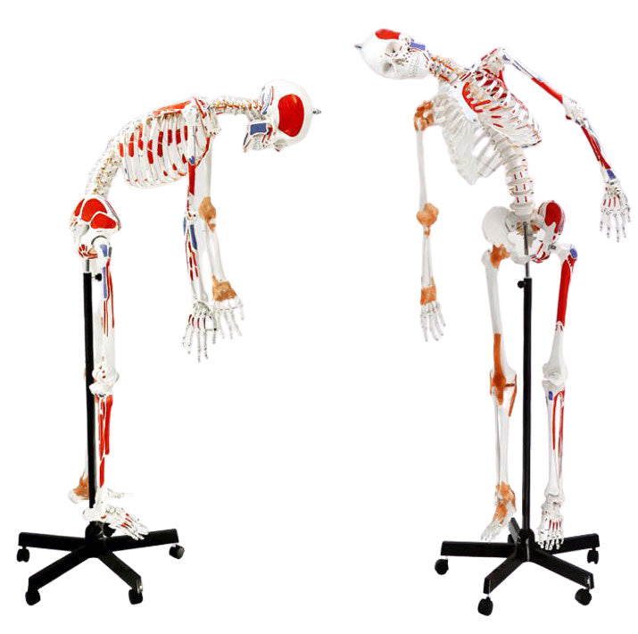 Life-Size Muscular Human Skeleton with Painted Muscle Origins and Insertions, Rolling Base