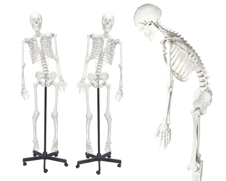 Life-Size Numbered Human Skeleton with Flexible Spine, Nerve Branches, and Rolling Base