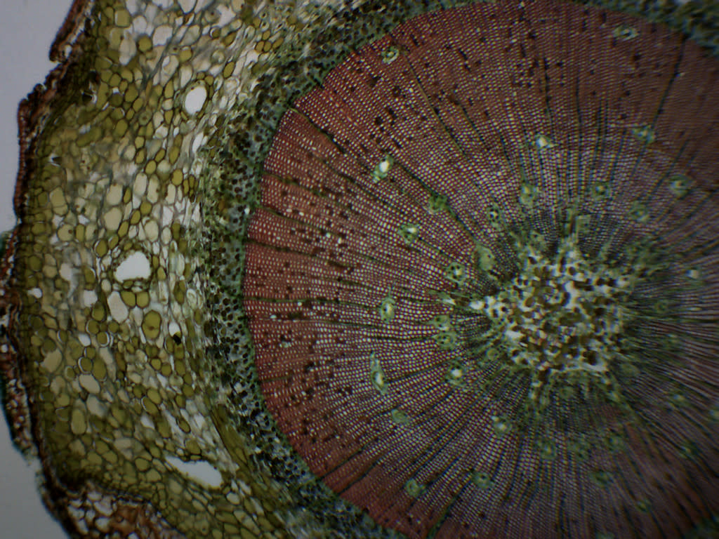 Pine Life History Composite Prepared Microscope Slide