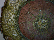 Pine Life History Composite Prepared Microscope Slide