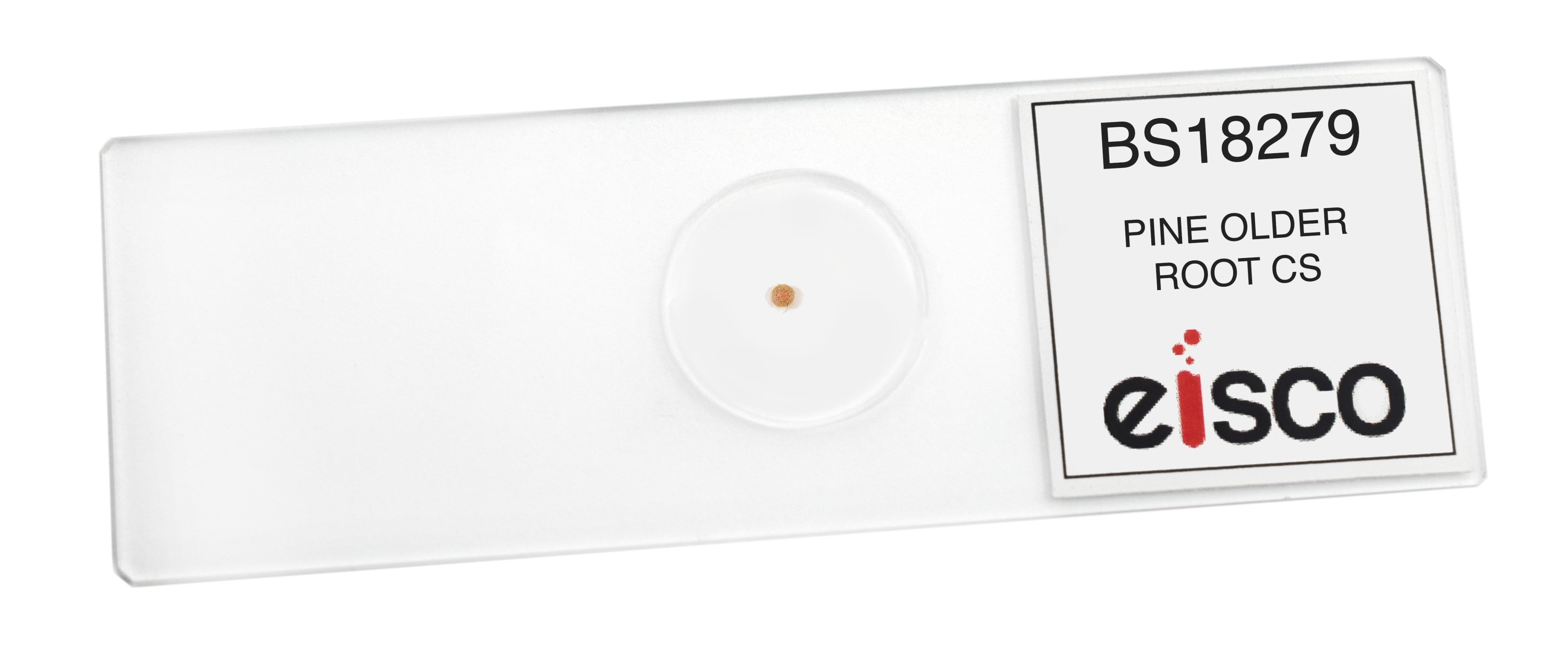 Pine Old Root Cross-Section Prepared Microscope Slide