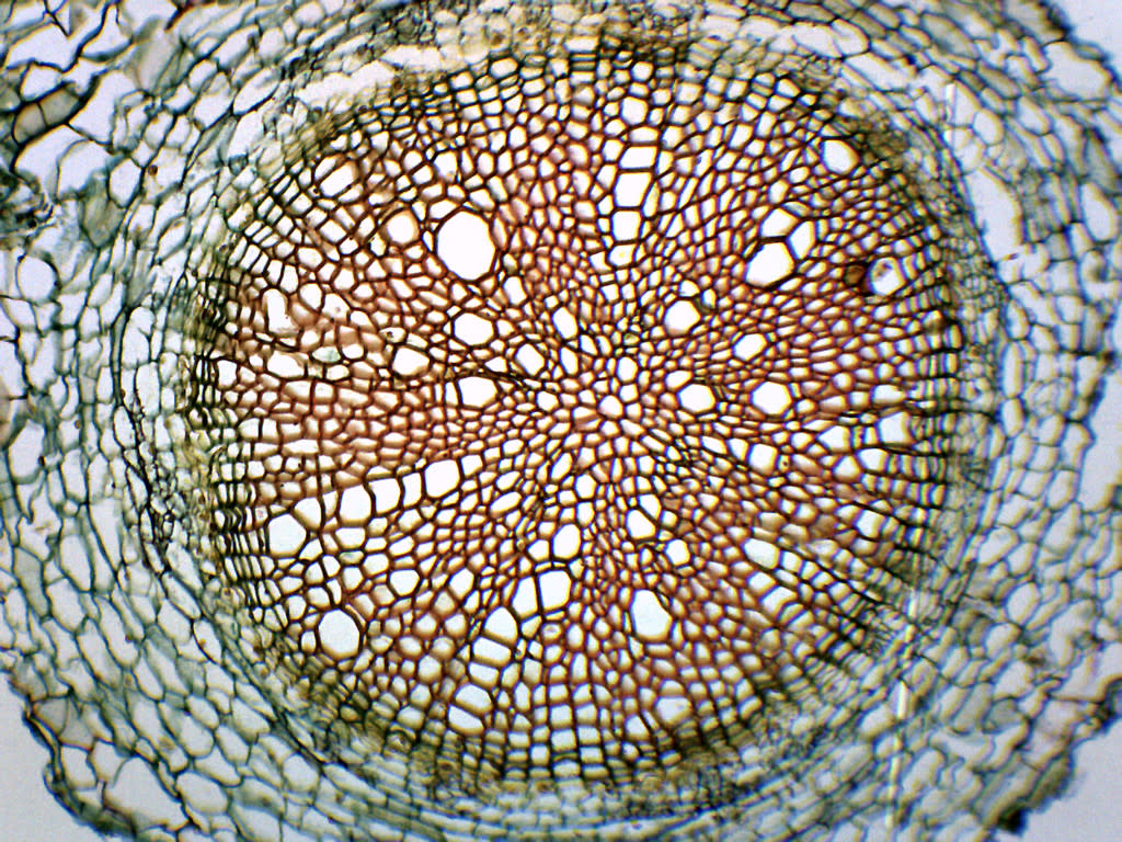 Helianthus Root Cross-Section Prepared Microscope Slide