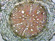 Helianthus Root Cross-Section Prepared Microscope Slide