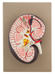 Human Kidney Cross-Section Model, 3X Life Size