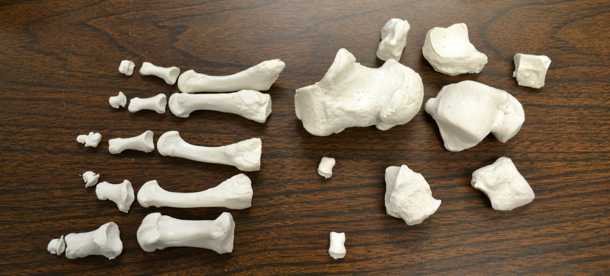 Disarticulated Half Human Skeleton Anatomical Model with 3-Part Moveable Skull, 62 inch