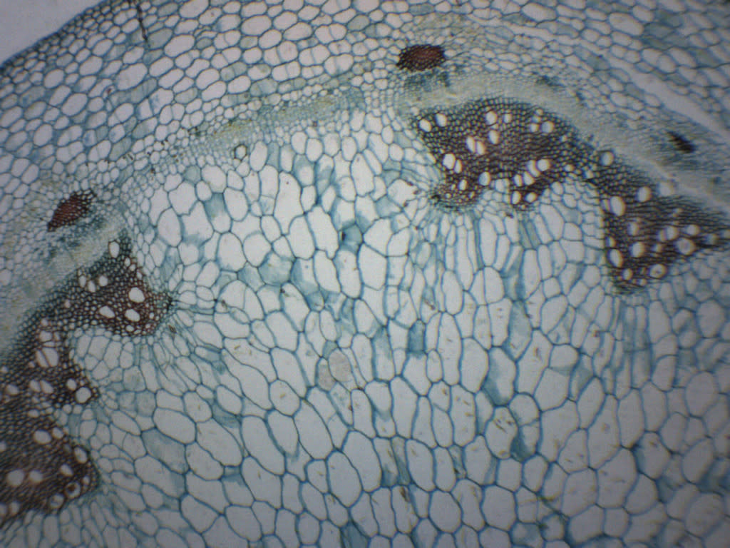 Geranium Stem Cross-Section Prepared Microscope Slide